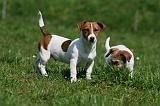 JACK RUSSEL 080